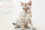 Bengal kittens for sale near me snow bengal snow lynx and snow mink